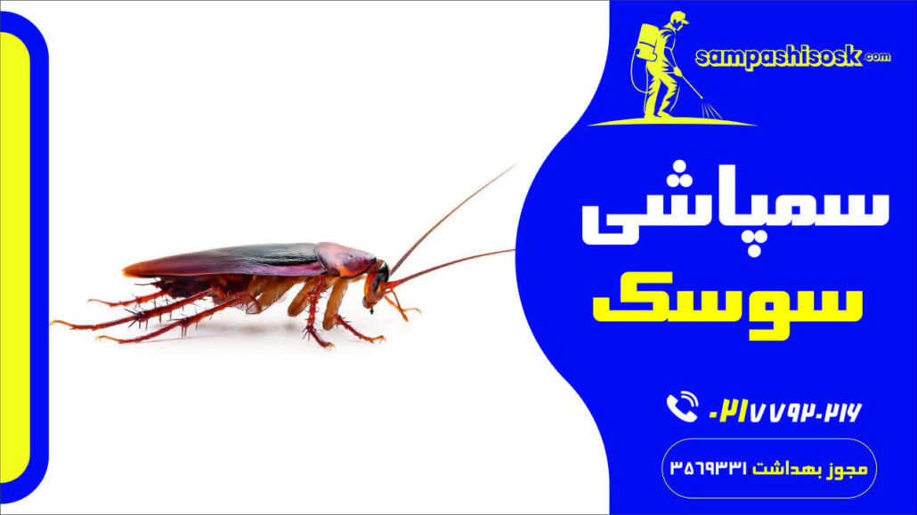 سمپاشی سوسک