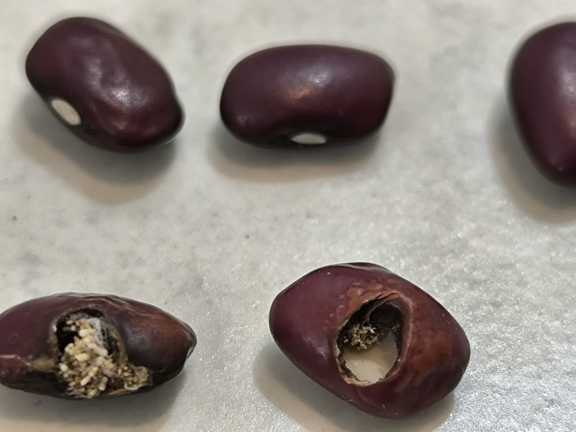 حبوبات حشره زده