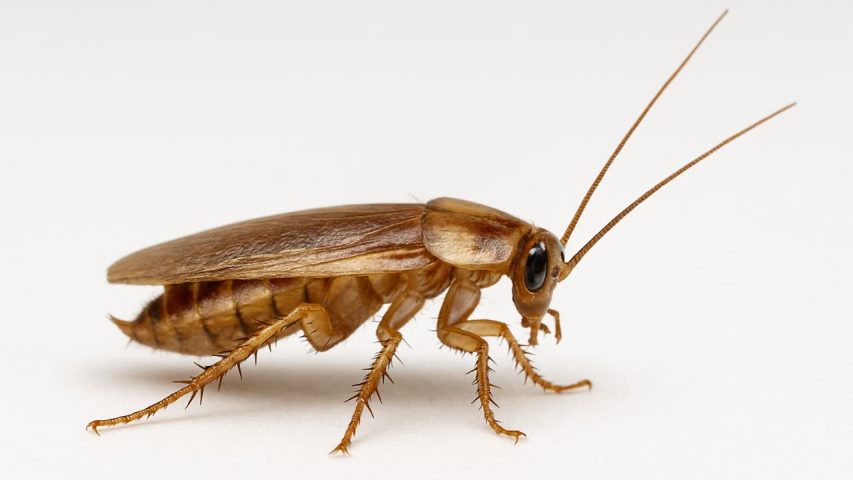 سوسک آلمانی