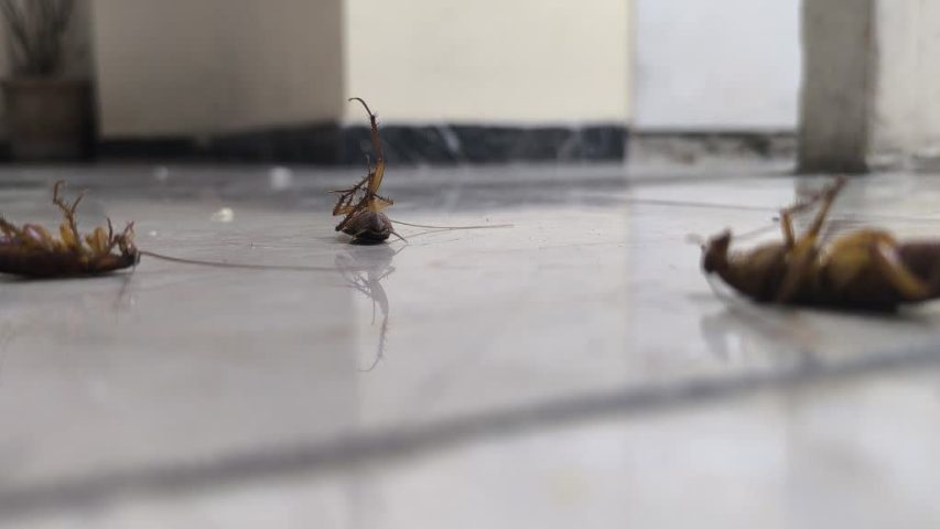 چگونه از شر سوسک فاضلاب خلاص شویم