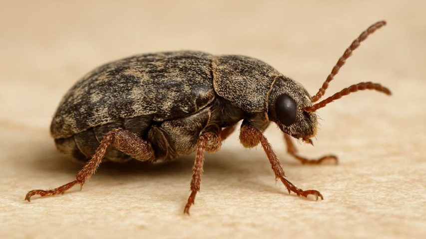 سوسک حبوبات