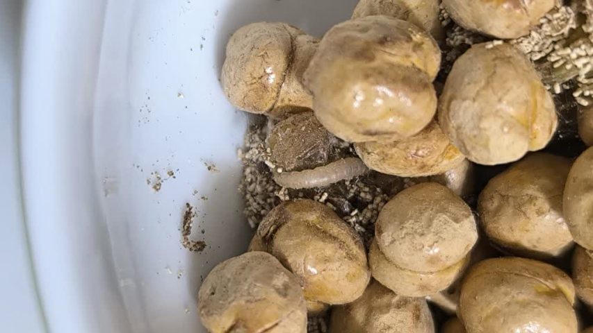 حبوباتم حشره زده چکار کنم