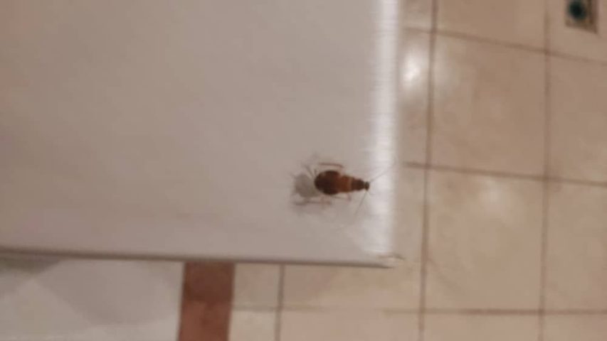 سوسک ریز روی کابینت آشپزخانه