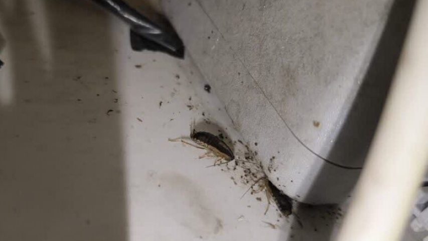 سوسک ریز پشت پریز برق