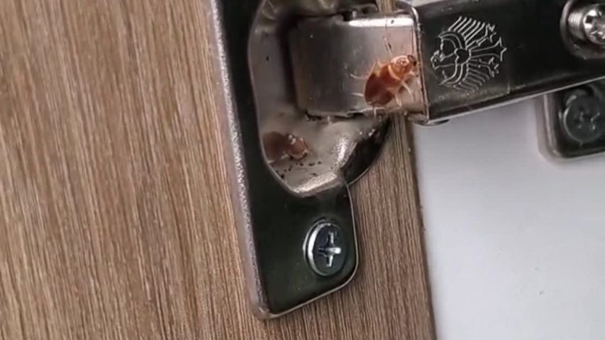 سوسک ریز کابینت