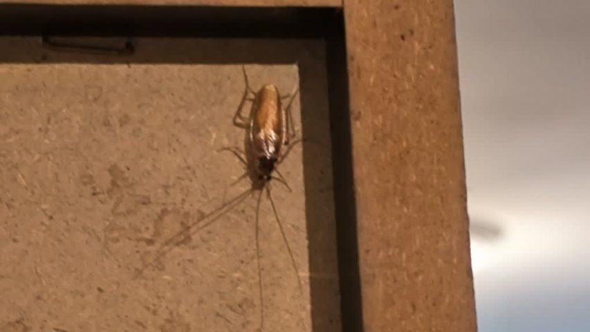 سوسک ریز کابینت