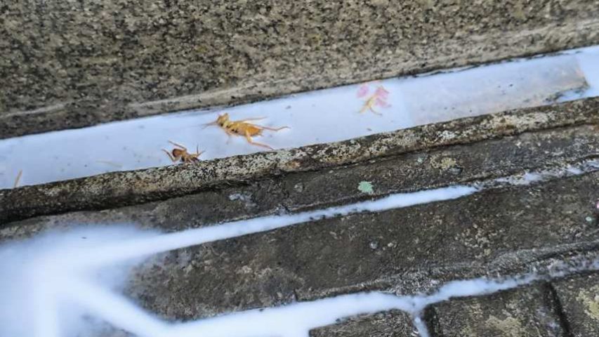 آیا سمپاشی خطر دارد