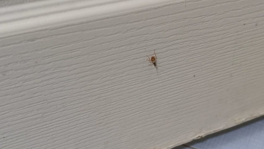 سمپاشی سوسک در کرج