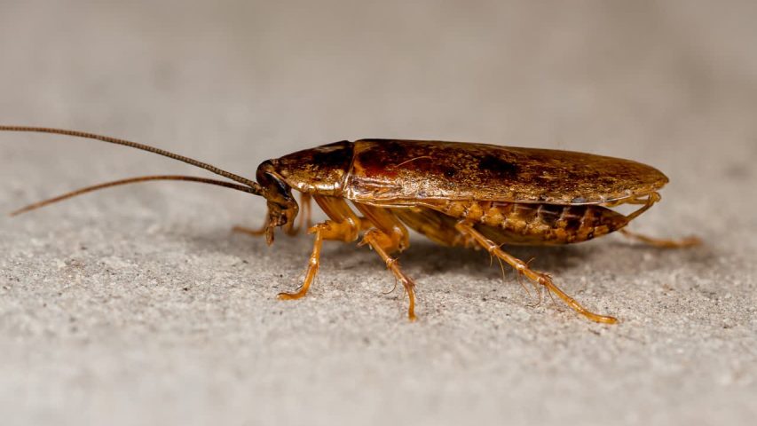 سمپاشی سوسک ریز