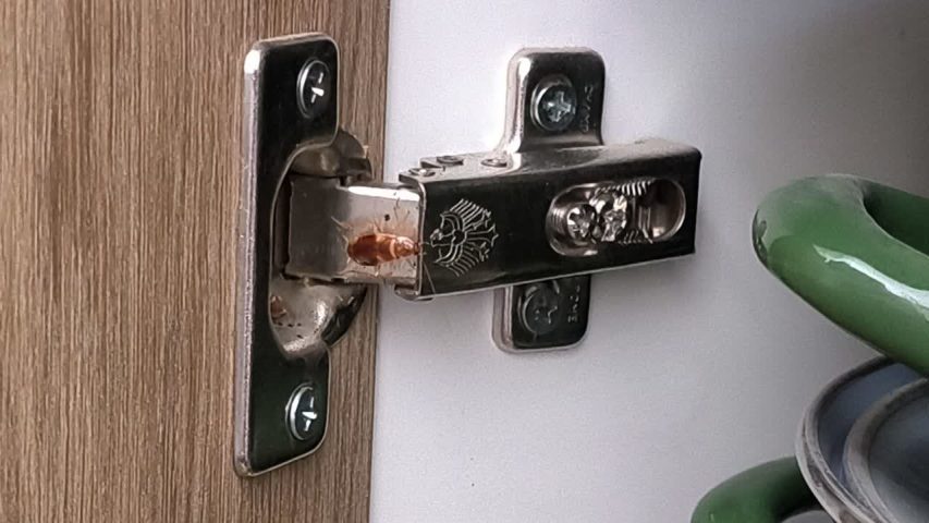 تفاوت سوسک ریز و سوسک فاضلابی