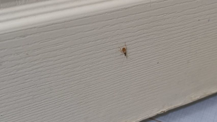 عکس سوسک کابینتی