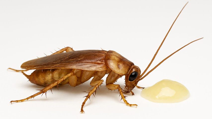 سمپاشی سوسک کابینتی با سم ژل