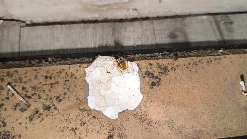 سمپاشی سوسک کرج