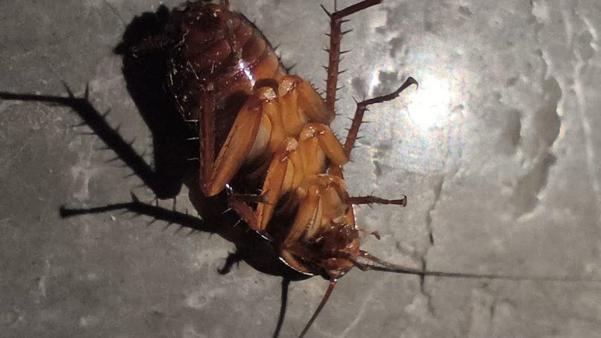 سوسک شرقی یا سوسک حمام