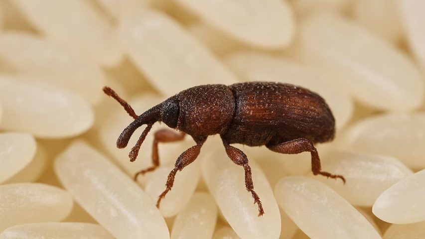 عکس شپشک برنج