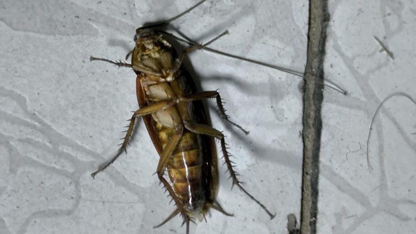 سوسک فاضلاب مرده