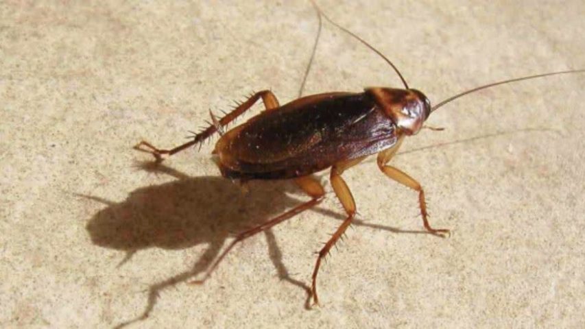 سوسک فاضلابی