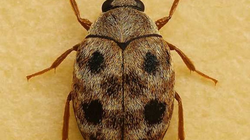 سوسک چهار نقطه ای